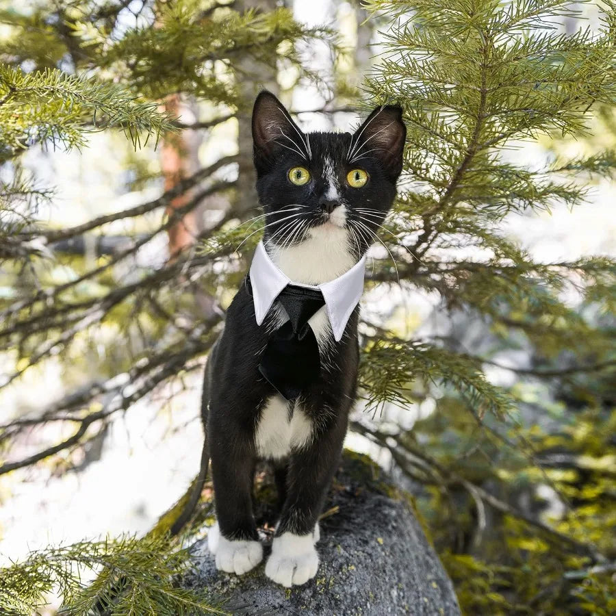 Dog Cat Tuxedo Collar Cat Wedding Bowtie Bow Tie Tux Costume Birthday Easter Valentines Dog Bowtie Cat Collar for Dog Cat Puppy