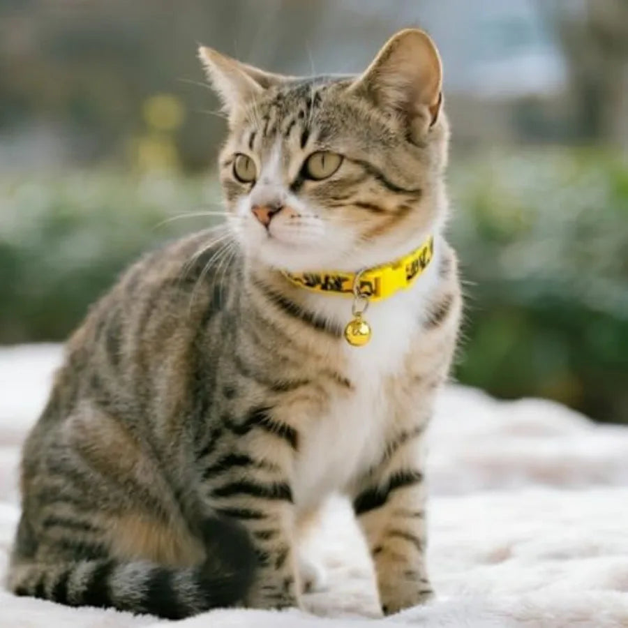 Persolized Camo Dog CollarsAdjtable Lightweight Nylon Pet Collars QuickRelease Buckle Perfect for for Small Dogs Puppies Cats 4