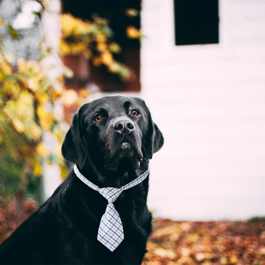 Small Neckties for Dogs Dog Neck Bow Ties with Adjustable Collar Pet Bowties for Small Dogs Cats Puppies Bowties Bulk Grooming