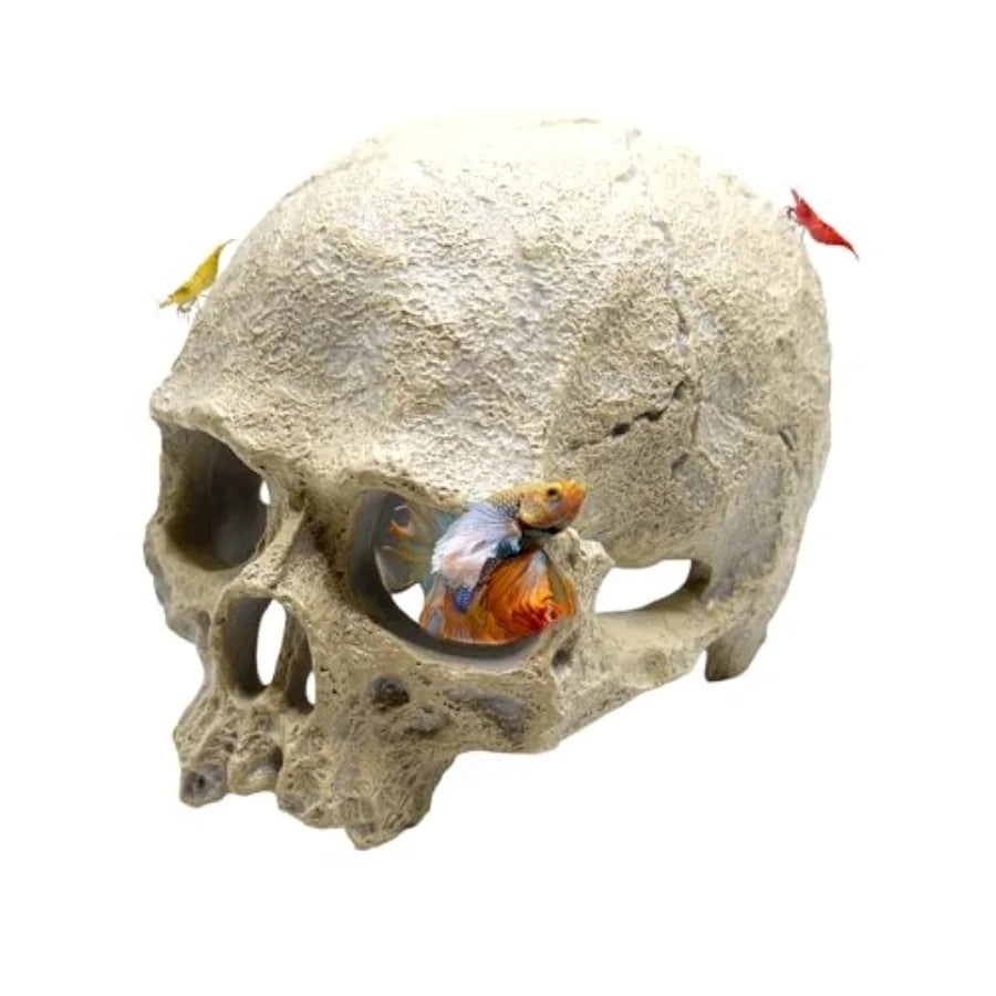Aquarium Human Skull Decor for Betta Fish Sinking Hide Shrimp Hide
