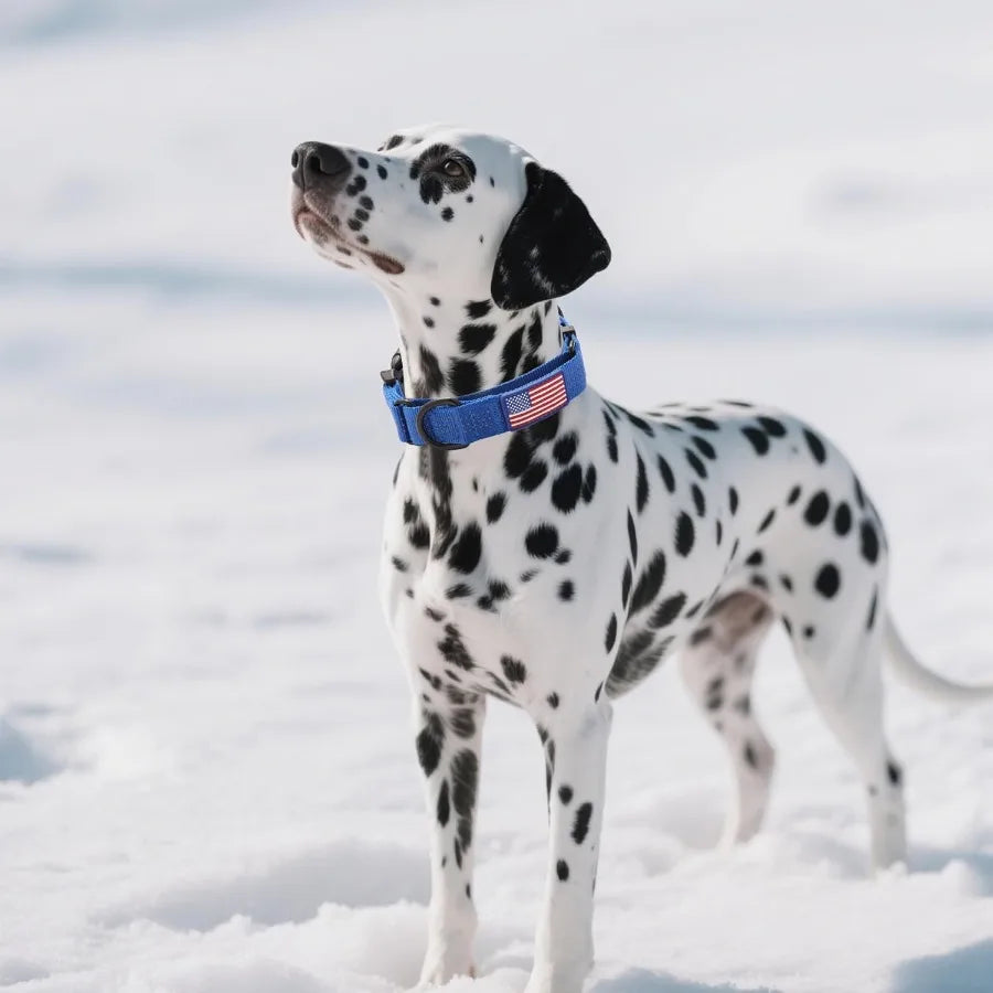 Martingale Dog Collar Quick Release Buckle No Pull Reflective NonSlip for Medium Large Dogs Training Blue Medium